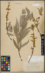 Foto von Salix alba L. x Salix fragilis L.